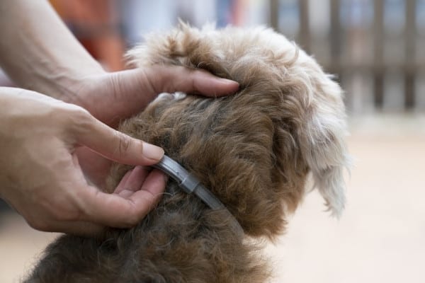 A woman examining a gray flea collar on her mixed breed dog.