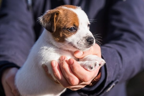 A woman holding a small Jack Russell puppy in her hands.