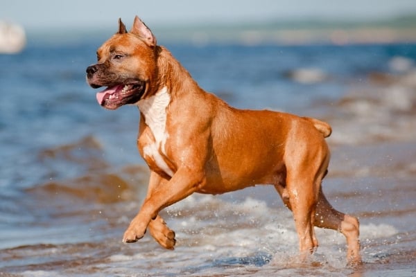 An American Staffordshire Terrier playing in the waves at a beach.