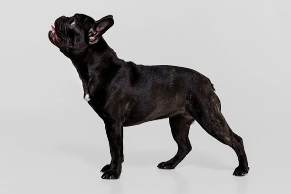 A Black French Bulldog on a gray background.