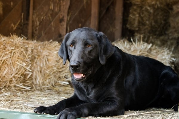 An adult black Lab resting in the hay loft of a barn.