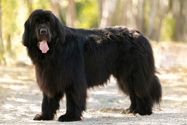 A black Newfoundland dog on a trail in the woods.
