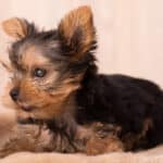 A blind or partially impaired Yorkie puppy.