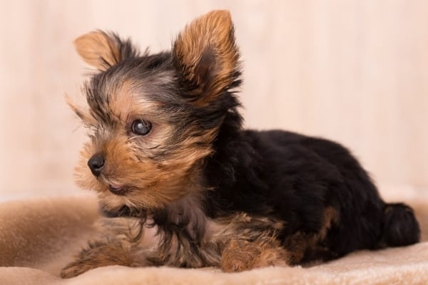 A blind or partially impaired Yorkie puppy.