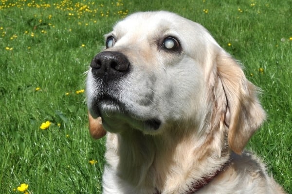 An older yellow Lab with obvious signs of blindness.