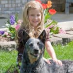 A Blue Heeler sitting with a little girl in front of spring flowers.