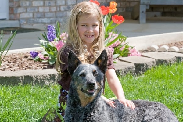 A Blue Heeler sitting with a little girl in front of spring flowers.