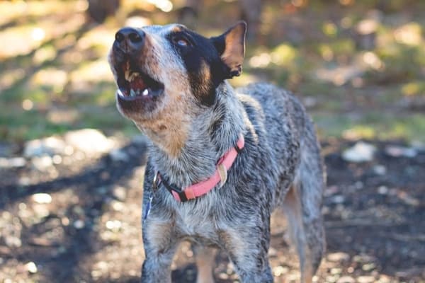 An adult Blue Heeler barking while standing in the woods.