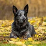 Are Blue Heelers Good With Other Dogs? 5 Influencing Factors (2023)