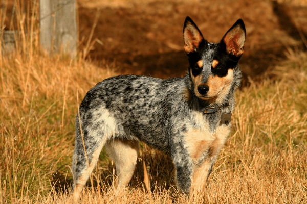 An adult Blue Heeler standing in tall, dry grass.