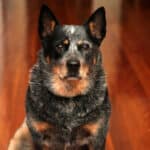 An adult Blue Heeler cattle dog sitting indoors on a shiny wood floor.