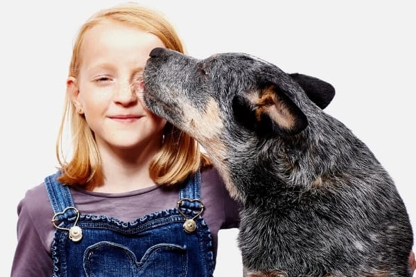 A Blue Heeler giving a young girl a kiss on the face.