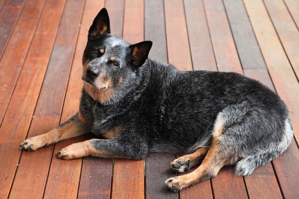 An Australian Cattle Dog relaxing outdoors on a wood deck.