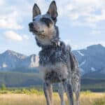 Can a Blue Heeler Kill a Coyote? Here's the Best Answer (2023)