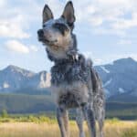 A young Blue Heeler on full alert with mountains in the background.