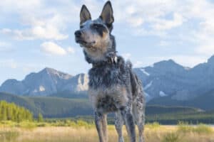 A young Blue Heeler on full alert with mountains in the background.