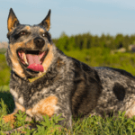 A Blue Heeler dog panting and resting on green grass.