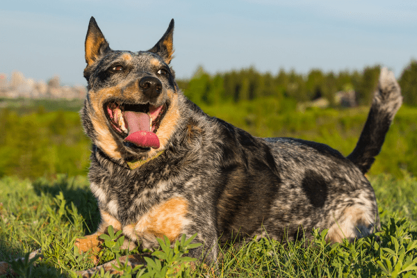 A Blue Heeler dog panting and resting on green grass.