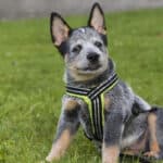 A young Blue Heeler dog wearing a harness and sitting on the grass.