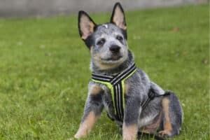 A young Blue Heeler dog wearing a harness and sitting on the grass.