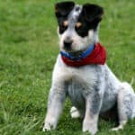 When Do Blue Heelers' Ears Stand Up? | When & How To Help