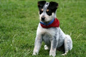 A cute Blue Heeler puppy wearing a red bandana and sitting on a lawn.
