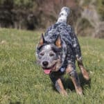 When Do Blue Heelers Calm Down? Here Is What To Expect