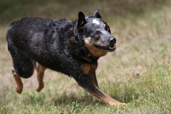 An adult Blue Heeler running across the grass.