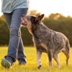 Why Your Blue Heeler Follows You Everywhere - 10 Reasons