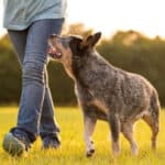 A Blue Heeler dog walking beside his owner through a field.