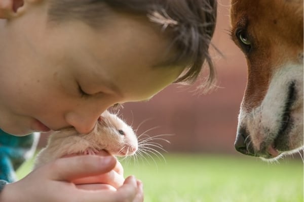 A young boy holding his hamster with his very interested dog beside him.