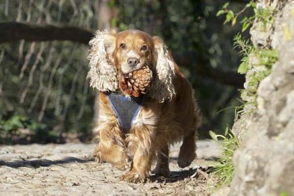 A Cocker Spaniel running along a dirt road with a pinecone in her mouth.