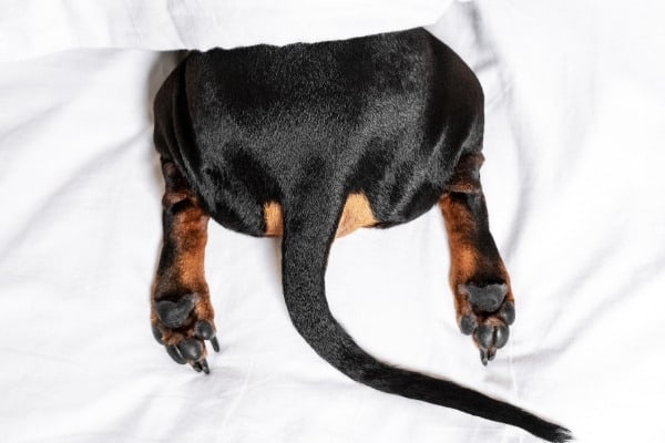 A Dachshund hiding under white sheets with his rear end exposed.