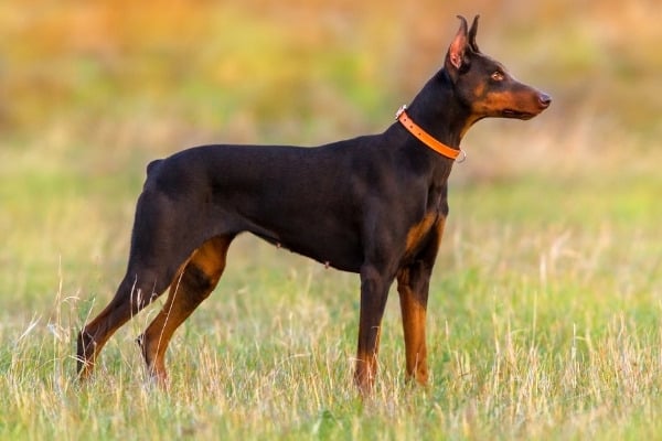 A young Doberman Pinscher standing at attention in a field.