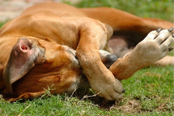 A dog lying on his using his paw to rub at his face.