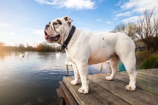 A white English Bulldog standing on a lakeside dock.