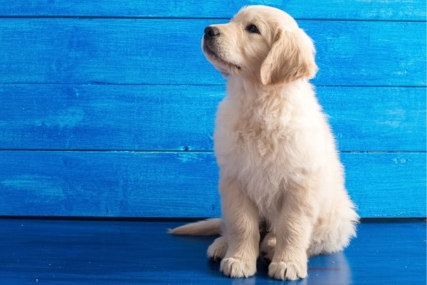 A Golden Retriever puppy sitting on a blue floor in front of a blue wall.