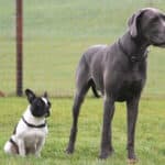 Deep-Chested vs. Barrel-Chested Dog Breeds [With Examples]