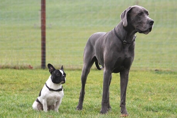 A small Boston Terrier sitting besides a massive blue Great Dane.