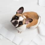 A French Bulldog surrounded by a destroyed roll of toilet paper.