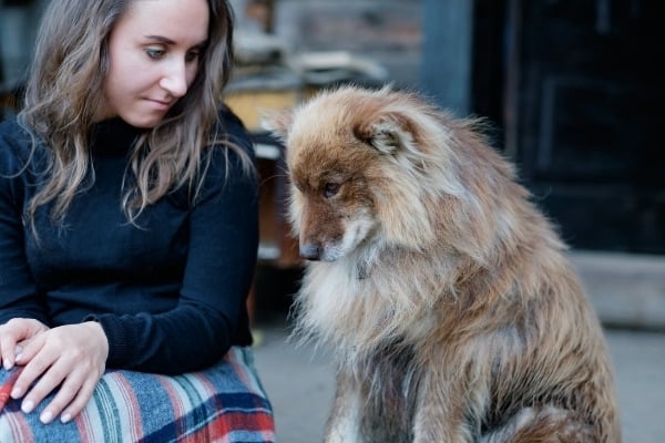 A mixed breed dog sitting beside his owner with his head bowed in a guilty manner.