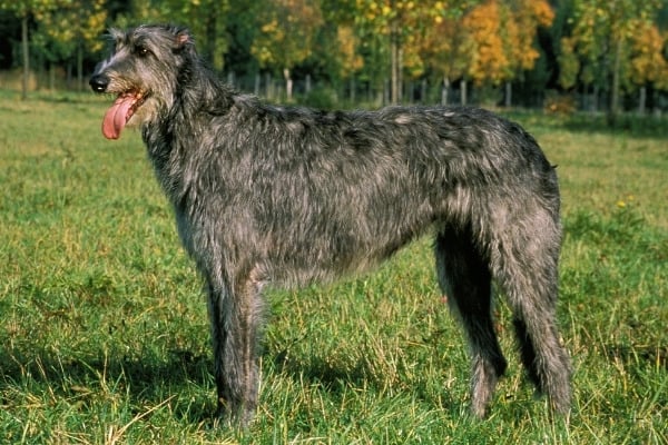 An adult Irish Wolfhound standing in a field in autumn.