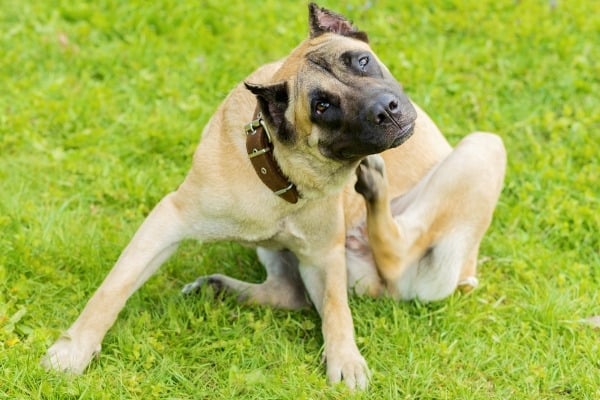 A fawn Cane Corso scratching his neck with his paw.