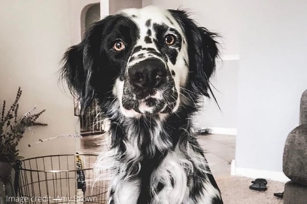 Upper body of a long-coat Dalmatian.