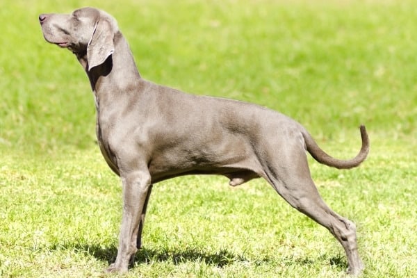 A male Weimaraner standing posed outside as if at a dog show.