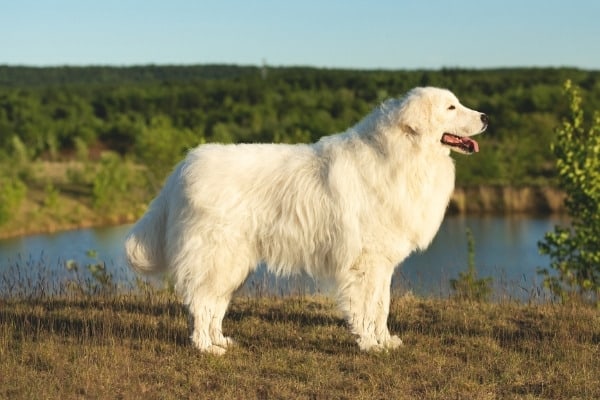 An adult Maremma sheepdog standing in a natural setting with a lake in the background.