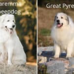 Maremma Sheepdog & Great Pyrenees: Differences & Similarities