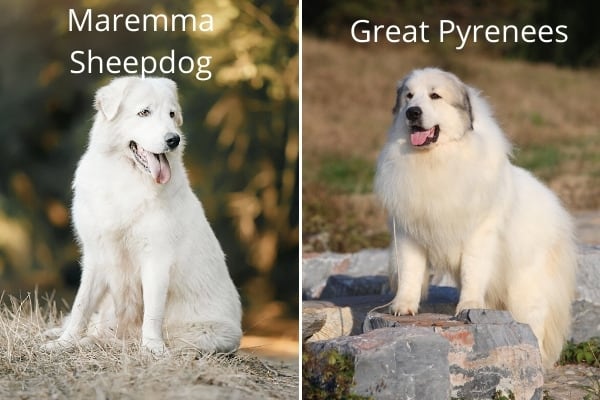 Maremma vs. Great Pyrenees