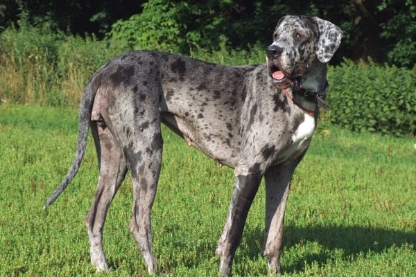A large merle Great Dane standing on grass. 