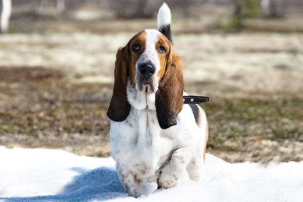 An adult Miniature Basset Hound in a snowy yard.